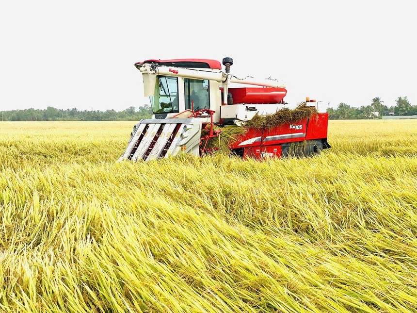 Thu hoạch lúa ở Đồng bằng sông Cửu Long. Ảnh Lê Toàn