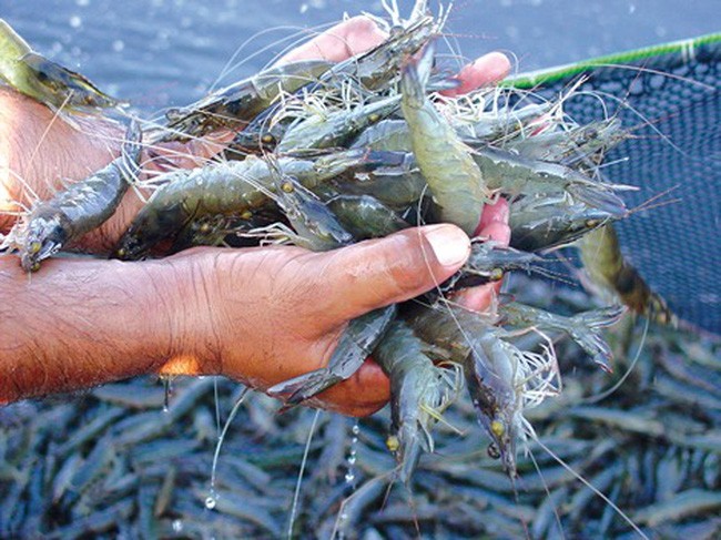 Thực phẩm Sao Ta (FMC) đạt doanh số 11,3 triệu USD trong tháng 2