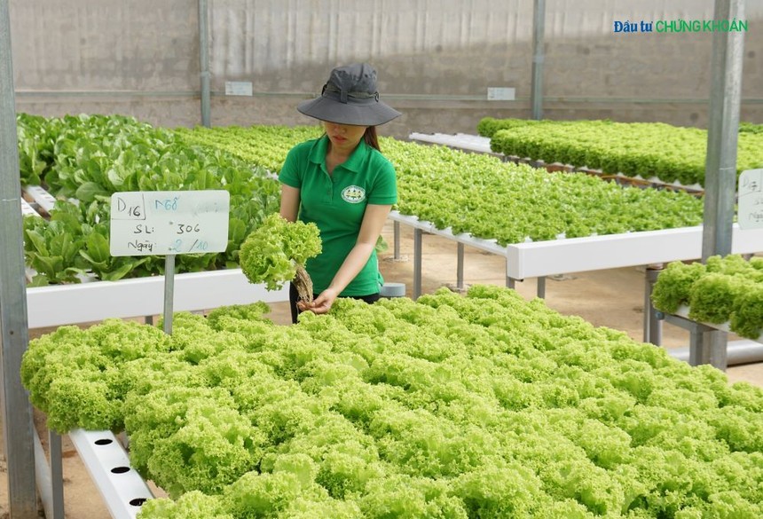 Miễn, giảm thuế có phải là giải pháp tối ưu để doanh nghiệp lớn lên?