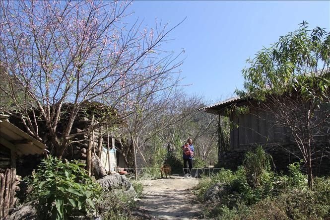 Trong vườn nhà dân, khuôn viên các trường học, công sở... những gốc đào đá nhiều năm tuổi đã bung hoa đỏ rực, dù gần 2 tháng nữa mới đến Tết Nguyên đán. 