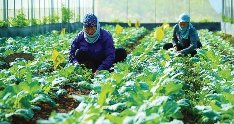 Du lịch canh nông tạo giá trị bền vững