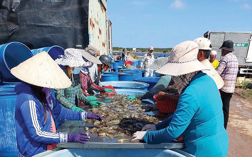 Tôm được xem là ngành hàng hưởng lợi nhiều nhất khi Việt Nam được Mỹ công nhận là nền kinh tế thị trường.