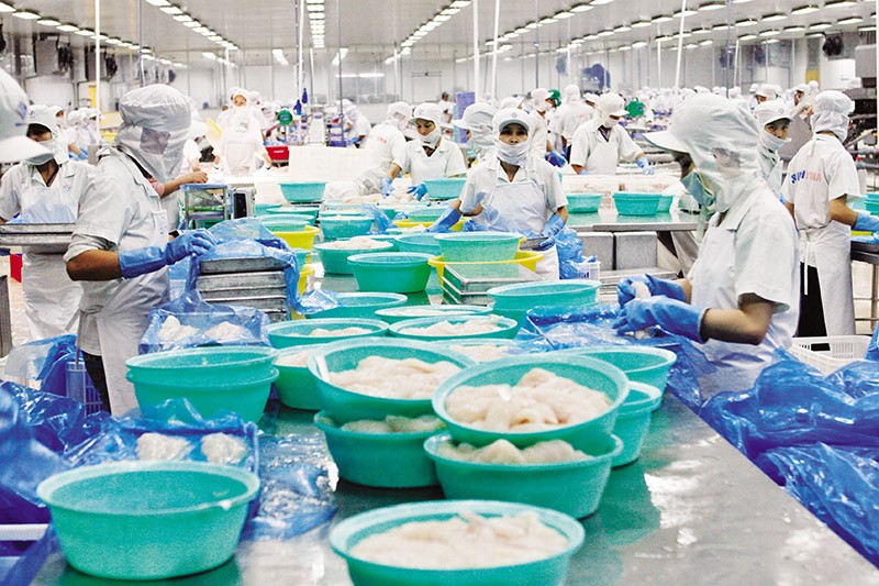 Doanh nghiệp thủy sản đang mệt mỏi với việc cấp Giấy xác nhận nguyên liệu khai thác (S/C) tại cảng cá. Ảnh: Đức Thanh