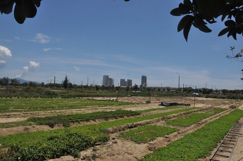 Dù triển khai đã nhiều năm nhưng đến nay, Dự án Khu đô thị số 11 tại thị xã Điện Bàn, tỉnh Quảng Nam vẫn dở dang, chưa hoàn thành. Ảnh: P.V 