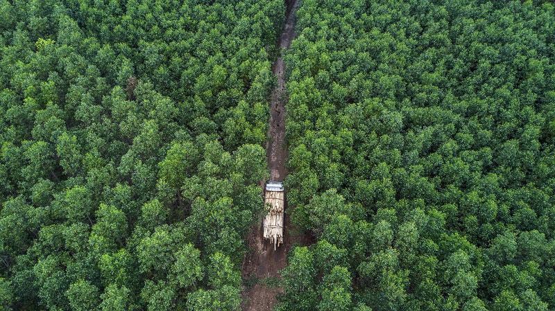 Việt Nam sở hữu nhiều tiềm năng về tín chỉ carbon, đặc biệt là lợi thế đến từ ngành nông nghiệp.