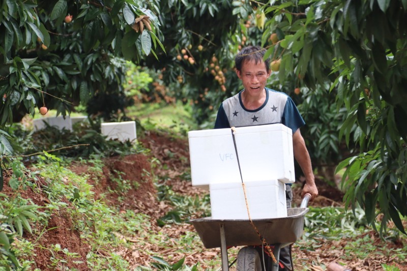 Vụ vải năm 2025 toàn huyện Tân Yên có gần 1.400 ha vải thiều chín sớm được cấp mã số vùng trồng. Ảnh: Linh Nguyễn