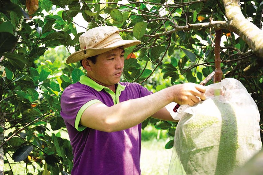 Kiểm soát vùng trồng, từ mẫu đất, mẫu nước đến trái cây thành phẩm là yêu cầu bắt buộc để nông sản có thể chinh phục được các thị trường khó tính (Ảnh: H. Sương) 
