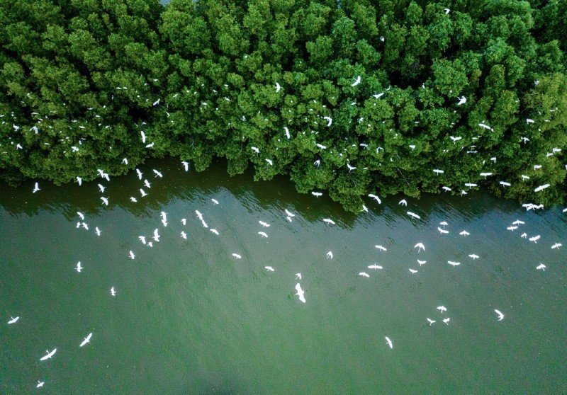 Việt Nam có tiềm năng giao dịch 57 triệu tín chỉ carbon rừng mỗi năm.