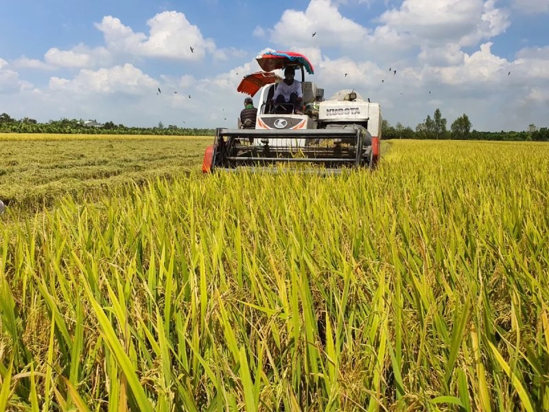 Diện tích sử dụng các giống lúa chất lượng cao, lúa nếp và các giống lúa thuần đã lên tới hơn 61.000 ha, chiếm 76,7% tổng diện tích.