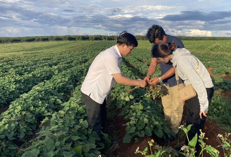 Vùng trồng khoai lang của Dự án Khu nông nghiệp công nghệ cao Chư Sê của Công ty cổ phần Sản xuất và Xuất nhập khẩu Việt Phúc. Ảnh: Công ty Việt Phúc. 