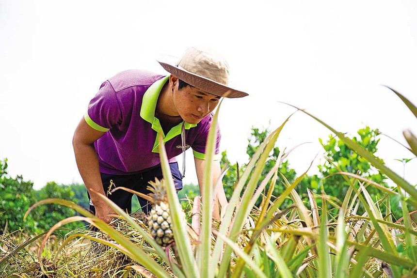 Trái cây Việt cần chiến lược bài bản và liên kết bền chặt hơn để gia nhập nhóm hàng tỷ USD. 