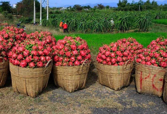 Các quy định về giấy an toàn thực phẩm phục vụ xuất khẩu đang cản bước nhiều nông sản Việt.