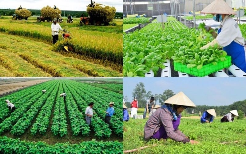 Chính phủ ban hành Nghị định mới về Quỹ hỗ trợ phát triển hợp tác xã.