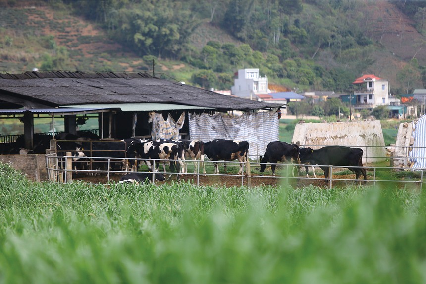 Dịch bệnh và mưa bão đã ảnh hưởng nặng nề đến ngành chăn nuôi 