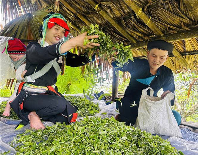 Ở Hợp tác xã Hệ sinh thái du lịch Suối Giàng (Lào Cai), đồng bào Mông chính là chủ thể đánh thức “vàng xanh” của núi rừng.