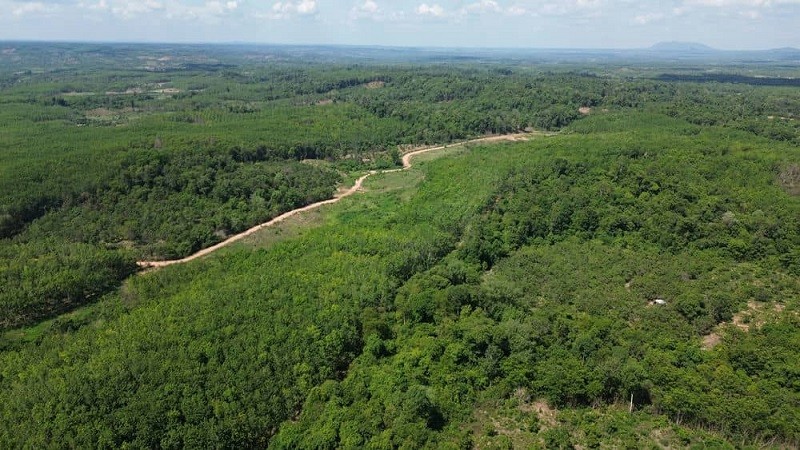 Tỉnh Gia Lai có nhiều diện tích cây cao su còi cọc, kém phát triển đang chờ được chuyển đổi. Ảnh: T.T 