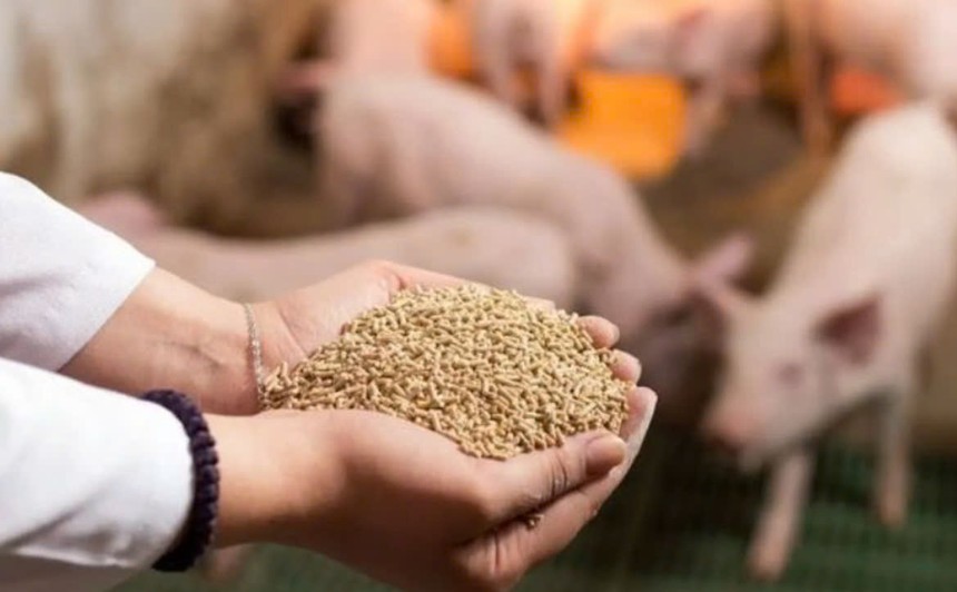 Xuất khẩu thức ăn gia súc bật tăng mạnh, thu về hơn 1 tỷ USD. 
