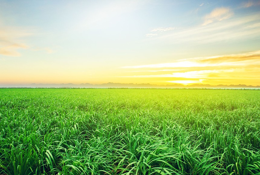 AgriS: kiên định xây dựng một hình mẫu về doanh nghiệp phát triển bền vững