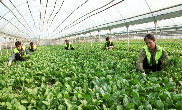 Chính phủ yêu cầu tạo mọi điều kiện thuận lợi theo quy định của pháp luật để khu vực kinh tế tập thể, hợp tác xã phát triển nhanh, bền vững. 