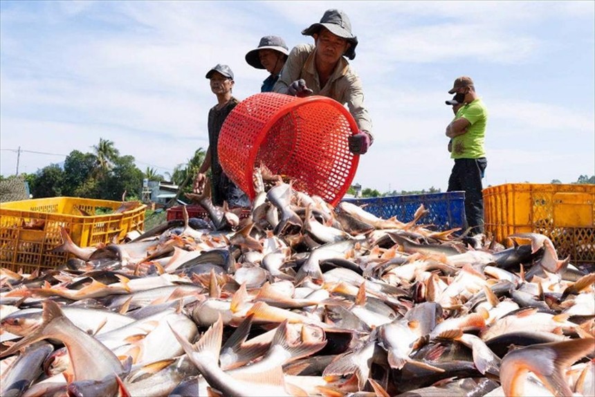 Lĩnh vực nông, lâm nghiệp và thủy sản ghi nhận 440 doanh nghiệp mới, tăng 145,8%, nhưng quy mô còn nhỏ. Ảnh ST 