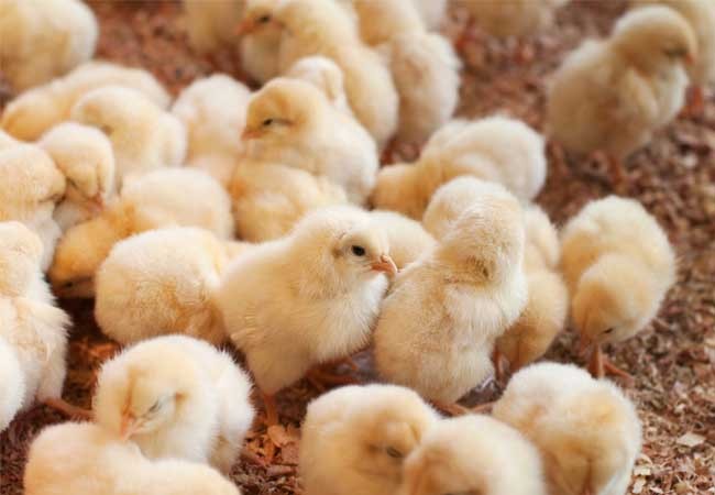 Từ sau Tết, giá thành nhiều sản phẩm chăn nuôi có xu hướng đi xuống.