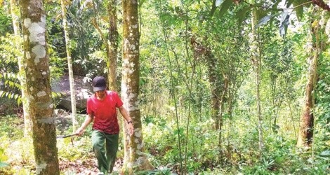 Quảng Ngãi gia hạn dự án dược liệu quý 200 tỷ đồng 