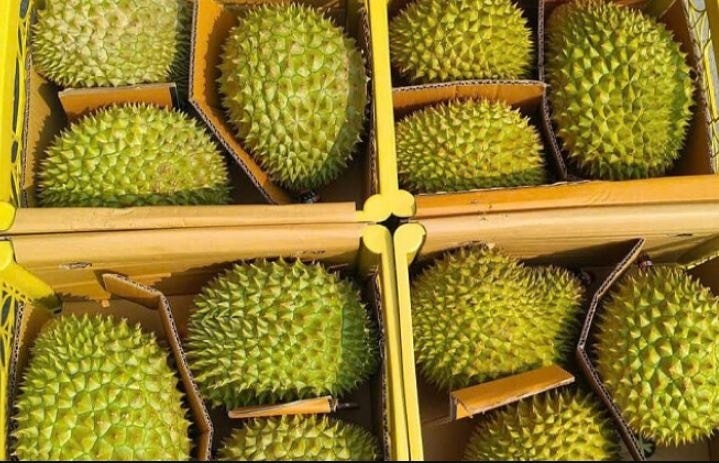 Giá sầu riêng suy giảm ngay từ đầu vụ, khiến nhiều nông dân và nhà vườn lo lắng.