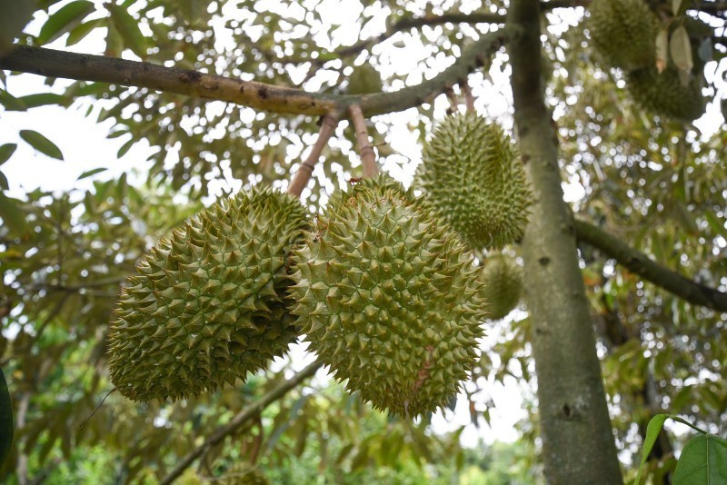  Sầu riêng "luồng xanh" được quản lý chặt chẽ từ khâu kiểm nghiệm đất, thu hoạch, đóng gói đến hoàn thiện hồ sơ điện tử.