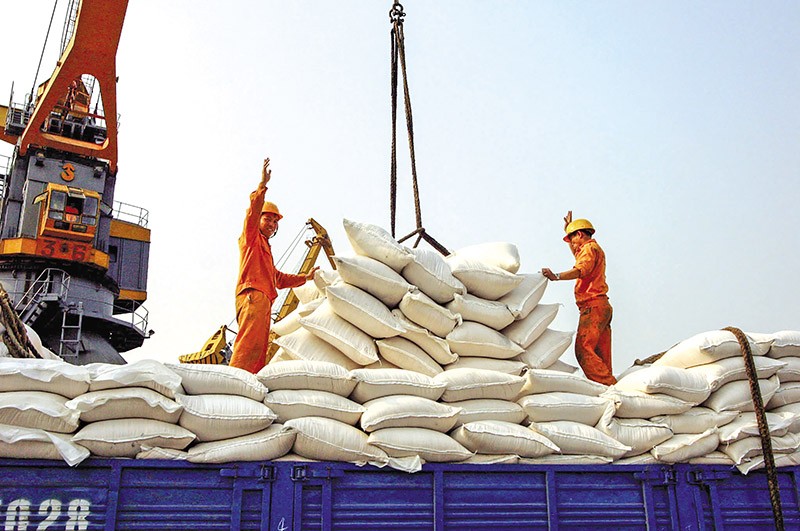 Xuất khẩu gạo tiếp tục là một trong những điểm sáng của thương mại nội khối, phản ánh dư địa mở rộng hợp tác đầu tư và liên kết chuỗi giá trị giữa Việt Nam với các đối tác ASEAN. Ảnh: Đức Thanh