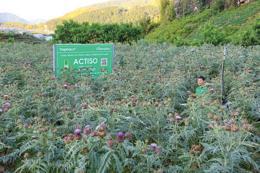 Sắc tím actiso và màu xanh tương lai