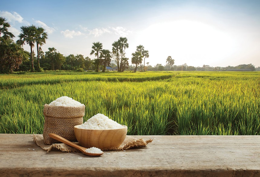Việt Nam duy trì sản lượng xuất khẩu gạo ở mức cao trong nửa đầu năm 2026, nhưng giá trị thu về lại sụt giảm so với cùng kỳ do áp lực cạnh tranh toàn cầu