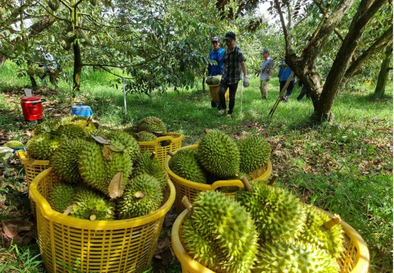 Năm 2025, con số xuất khẩu sầu riêng của Việt Nam đạt kỷ lục với kim ngạch 3,86 tỷ USD, cao nhất trong các ngành hàng rau quả.