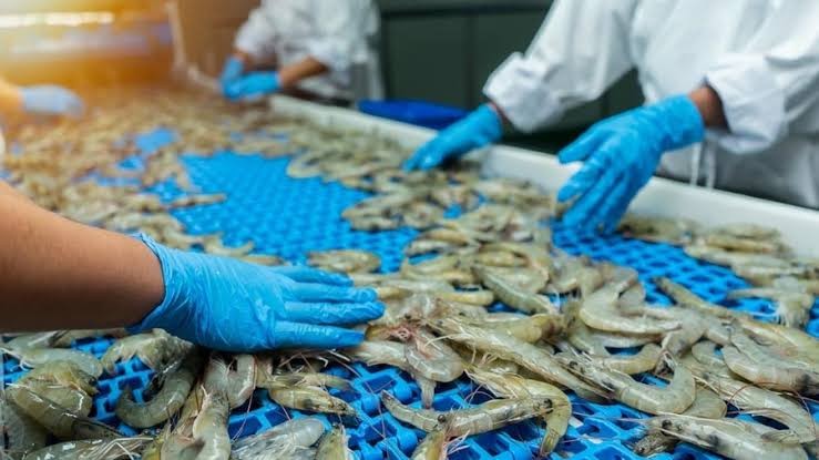 Xuất khẩu tôm mang về 2,8 tỷ USD sau 7 tháng, đóng góp đáng kể vào kim ngạch xuất khẩu toàn ngành thủy sản.