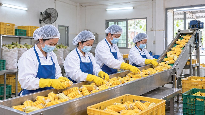 Doanh nghiệp hoạt động chính trong lĩnh vực sản xuất, chế biến và kinh doanh nông sản như sắn, ngô…