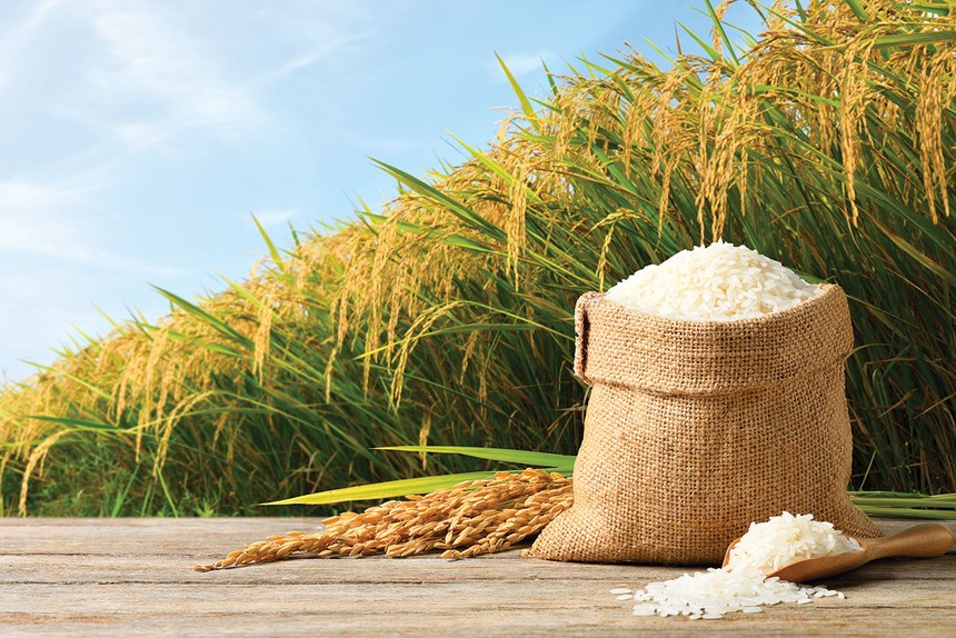 Câu chuyện tại Lộc Trời cho thấy, vốn nhà nước cần được chuyển giao về những tổ chức có đủ năng lực quản lý vốn