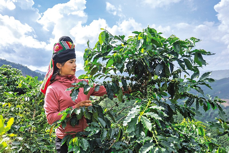 Nhờ sự hậu thuẫn của môi trường đầu tư, cà phê đã trở thành cây làm giàu trên vùng đất Sơn La. Ảnh: Quang Vinh 