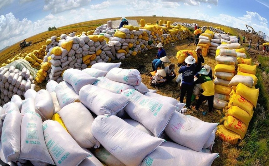 Xuất khẩu gạo 9 tháng thu về 3,05 tỷ USD, giảm 12,3% so với cùng kỳ năm trước. 