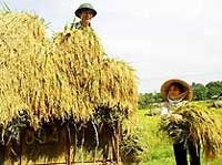 GDP bình quân sẽ đạt 960 USD/người.
