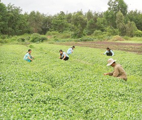 Ngành đông dược, cơ hội từ nguồn nguyên liệu