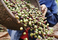 Lâu nay, các nhà sản xuất cà phê luôn gặp cảnh được mùa mất giá, được giá mất mùa.