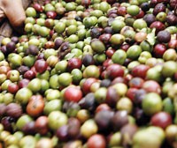 Năm 2010, Cafecontrol lãi trên 5 tỷ đồng