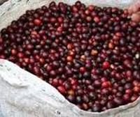 Cafecontrol phấn đấu lợi nhuận sau thuế 5,1 tỷ đồng