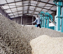 Cà phê, cao su được lợi về giá