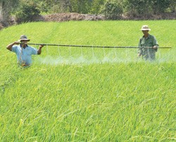 Thí điểm bảo hiểm nông nghiệp, thấp thỏm chờ chính sách!