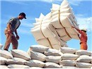 Thị trường xuất khẩu gạo quý 3/2011 : Cơ hội và thách thức