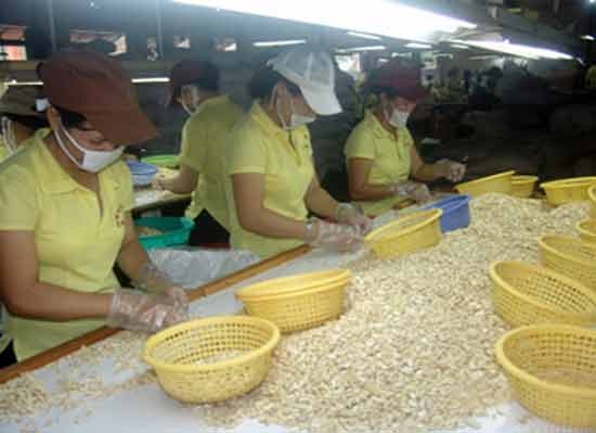 Hiện DN điều VN mua đến 90% nguyên liệu qua trung gian (chủ yếu là thương gia Ấn Độ), dù nguyên liệu có nguồn gốc chủ yếu từ các nước Châu Phi

