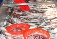 SJ1: Cổ đông lớn đã thoái xong vốn