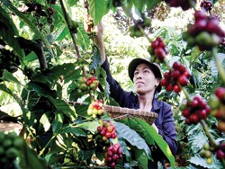 Cà phê là một trong những mặt hàng chủ lực trên sàn giao dịch hàng hóa tại Việt Nam