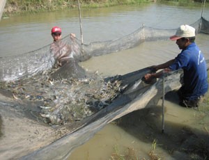 FMC gửi tâm thư kêu cứu cho... tôm