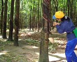 TNC: 9 tháng ước vượt 94,15% kế hoạch lợi nhuận